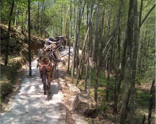 山區(qū)騾馬運輸